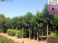 18公分大葉女貞價(jià)格多少錢一棵 一級樹圖片 總重