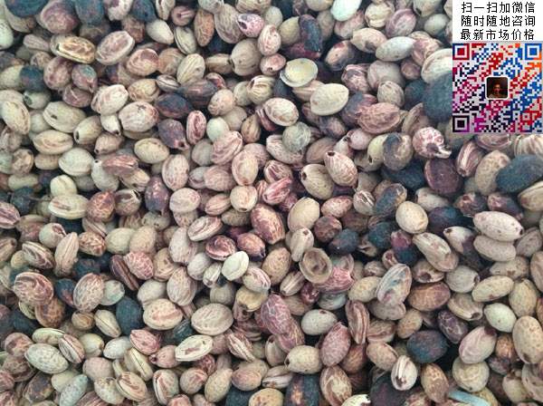 櫻花種子 櫻花種子