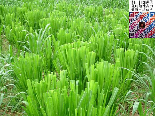 十大高產(chǎn)牧草皇竹草圖片