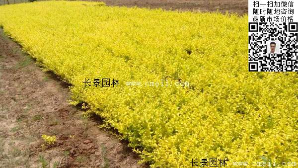 金葉女貞 金葉女貞