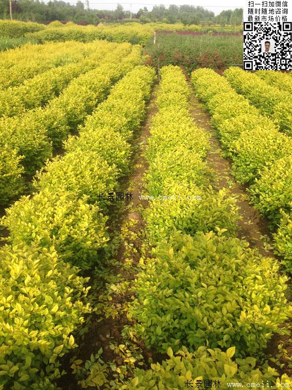 金葉女貞毛球--長景園林 金葉女貞毛球--長景園林