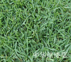 中華結(jié)縷草 中華結(jié)縷草