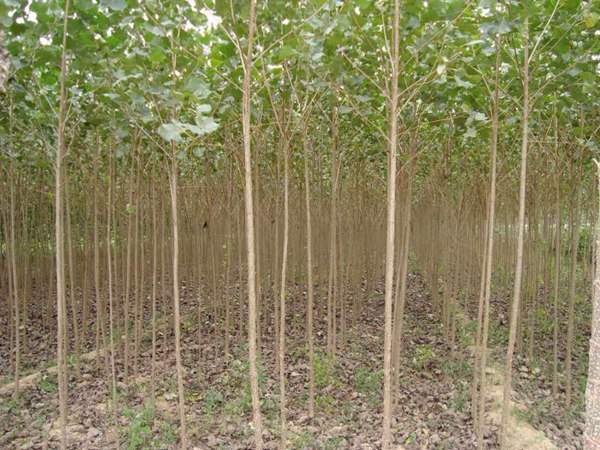 楊樹苗的實(shí)地拍攝圖片 楊樹苗的實(shí)地拍攝圖片