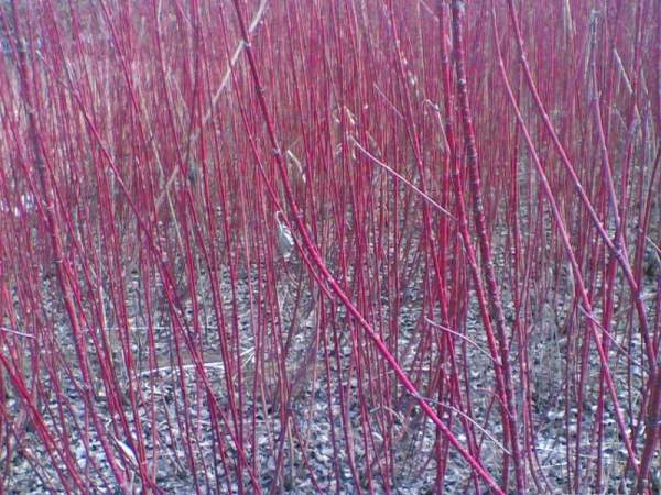 紅瑞木的生長習性是什么,適合在什么地方種植