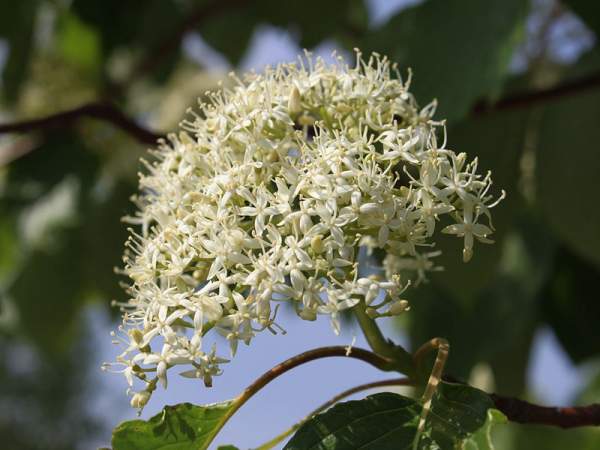 紅瑞木的生長習性是什么,適合在什么地方種植