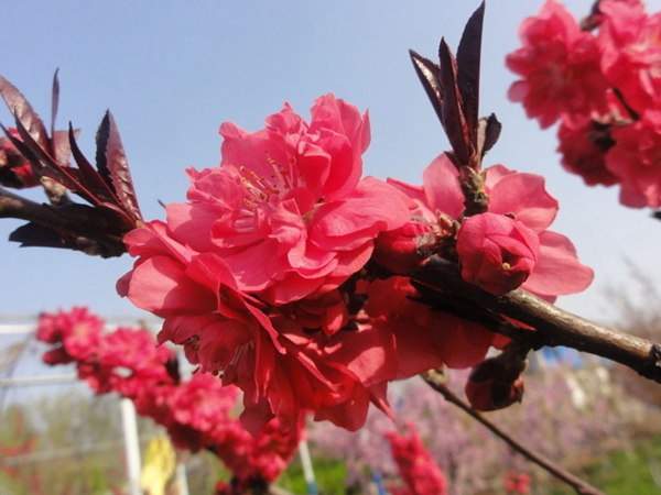 紅葉碧桃是用什么嫁接的?