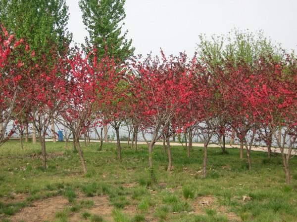 紅葉碧桃是用什么嫁接的?