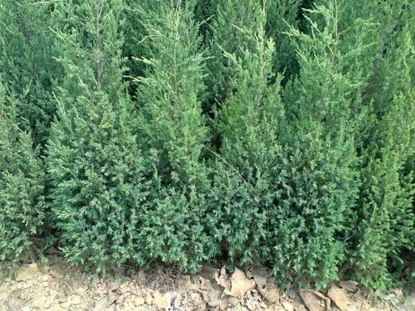 刺柏產區都有哪些地方？