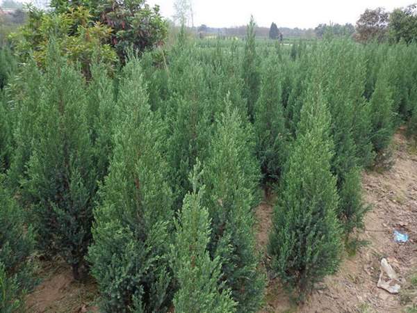 刺柏產區都有哪些地方？