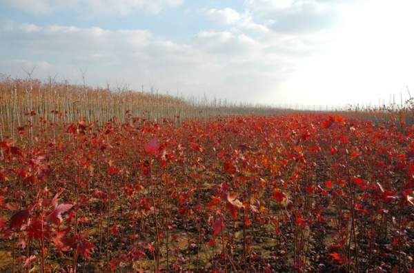 紅楓小苗 紅楓小苗