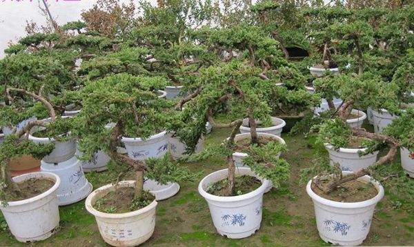 地柏盆栽 地柏盆栽