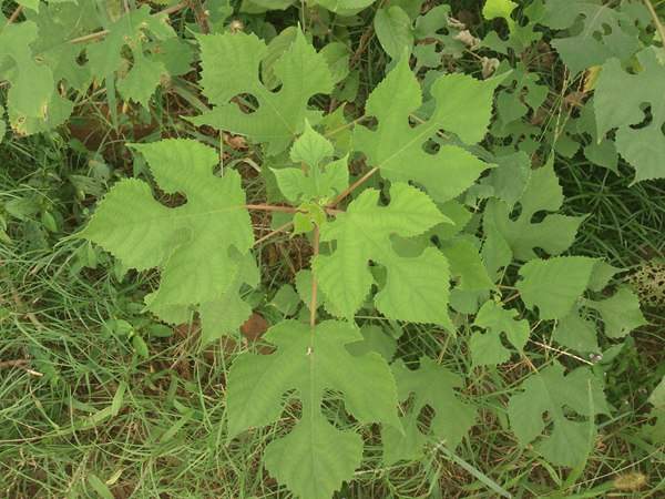 構樹的生長習性以及園林綠化應用 構樹的生長習性以及園林綠化應用