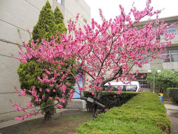 紅葉碧桃在園林綠化中都有哪些用途?