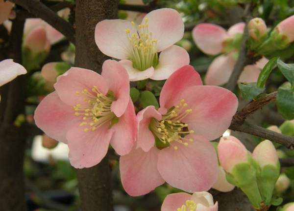 木瓜海棠 木瓜海棠