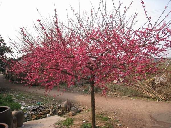 紅梅樹(shù) 紅梅樹(shù)