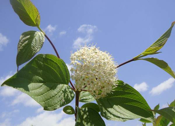 紅瑞木花-長景園林 紅瑞木花-長景園林