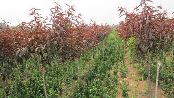 紅葉碧桃苗--長(zhǎng)景園林 紅葉碧桃苗--長(zhǎng)景園林