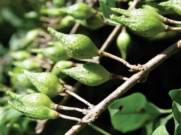 連翹果球 連翹果球