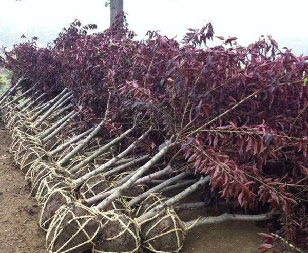 紅葉碧桃發貨--長景園林 紅葉碧桃發貨--長景園林