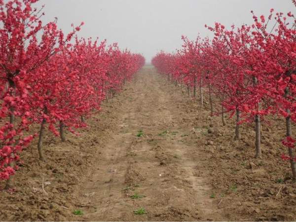 紅葉碧桃基地--長景園林 紅葉碧桃基地--長景園林