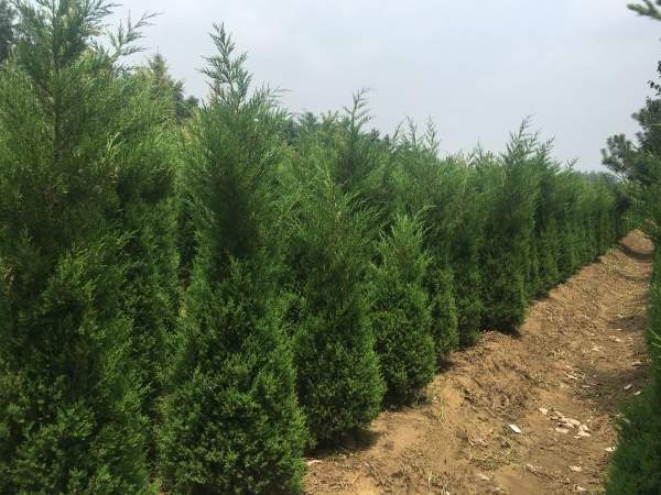 高度1.5米1.6米1.7米蜀檜供應 高度1.5米1.6米1.7米蜀檜供應