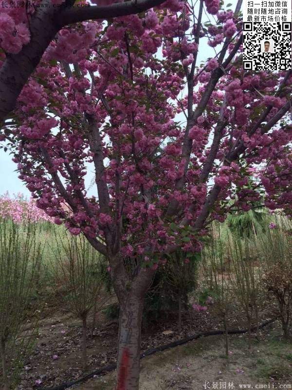 地徑14公分15公分16公分櫻花樹 地徑14公分15公分16公分櫻花樹