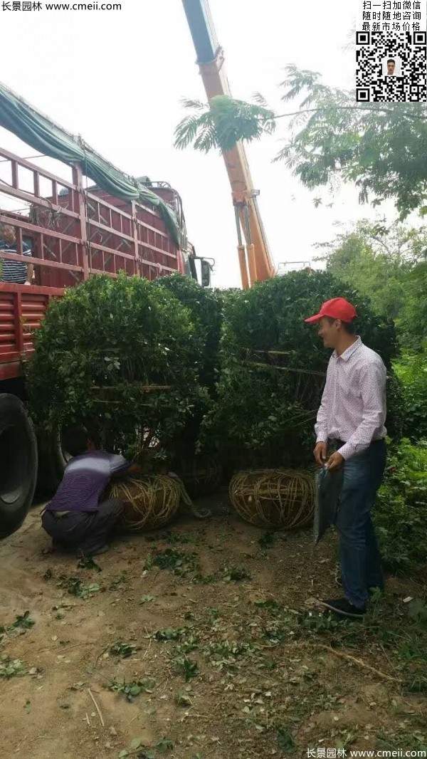 冠幅1.2米1.3米大葉黃楊球 冠幅1.2米1.3米大葉黃楊球