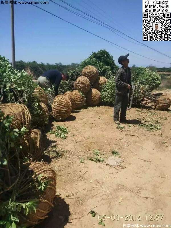 冠幅1.2米1.3米大葉黃楊球 冠幅1.2米1.3米大葉黃楊球