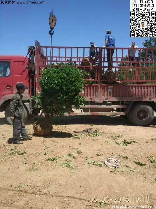 冠幅1.4米1.5米1.6米大葉黃楊球 冠幅1.4米1.5米1.6米大葉黃楊球