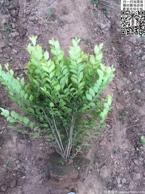 冠幅40公分50公分金葉女貞球圖片 冠幅40公分50公分金葉女貞球圖片