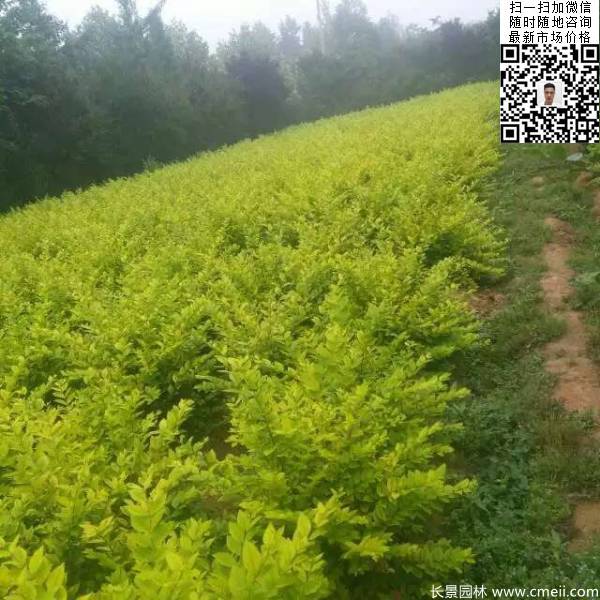 冠幅40公分50公分金葉女貞球圖片 冠幅40公分50公分金葉女貞球圖片