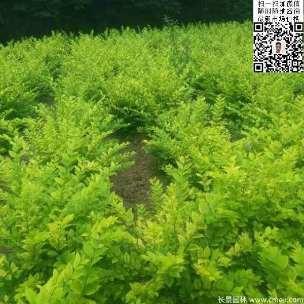 冠幅40公分50公分金葉女貞球圖片 冠幅40公分50公分金葉女貞球圖片