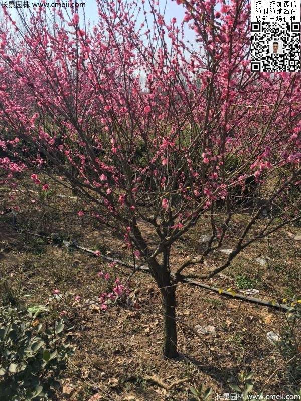 紅梅花紅梅樹紅梅價(jià)格圖片 紅梅花紅梅樹紅梅價(jià)格圖片