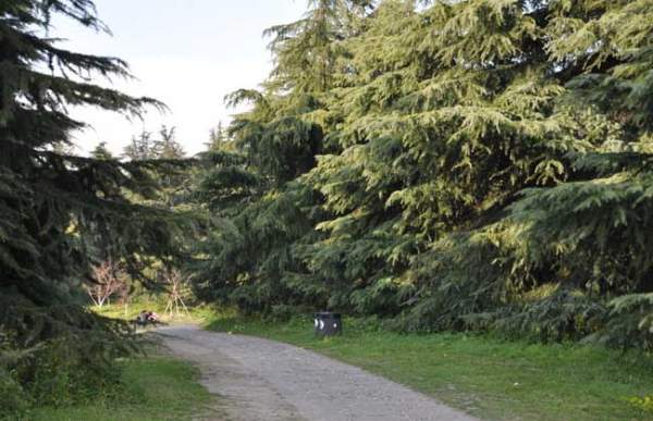 雪松園林用途 雪松園林用途