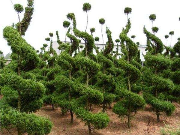 勁爆眼球的檜柏造型,心都醉了