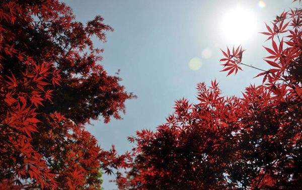 紅楓的三大用途，你知道哪個(gè)？！