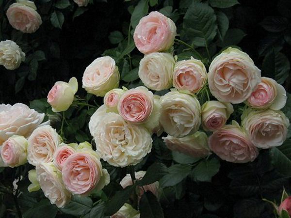 ‘蔓玫’ ‘蔓玫’