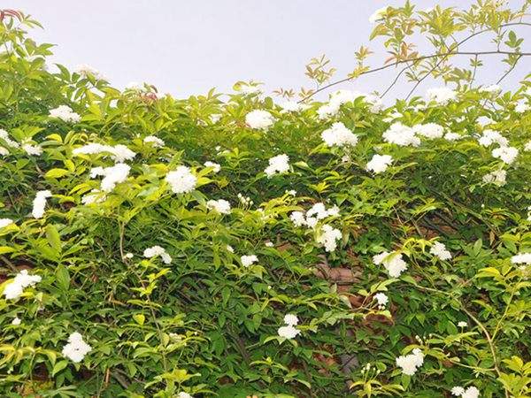 ‘重瓣白木香’ ‘重瓣白木香’