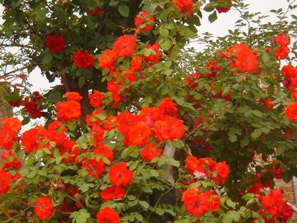 ‘橘色火焰’(Orange fire) ‘橘色火焰’(Orange fire)