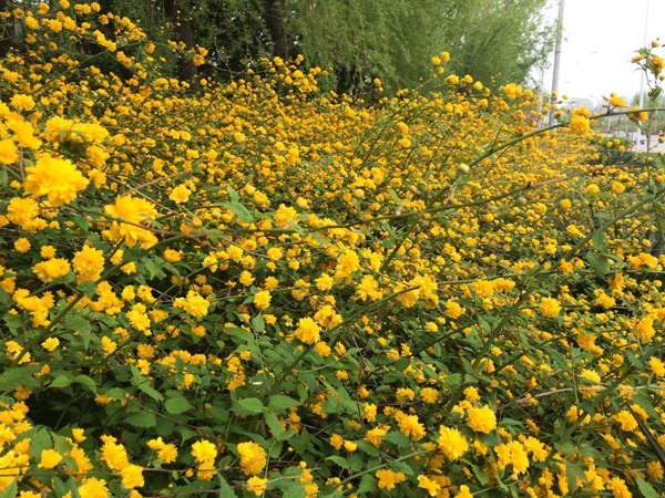 棣棠出售--長景園林