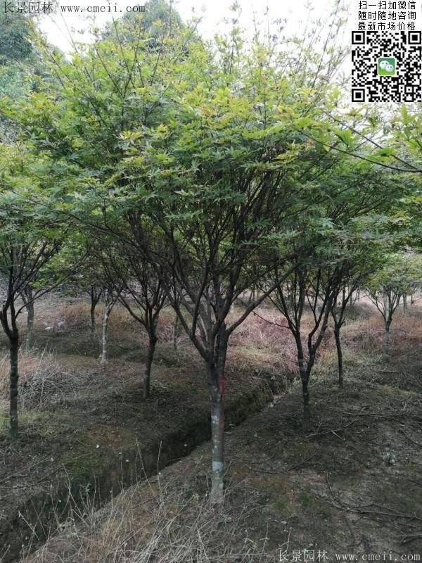 紅楓基地 紅楓基地