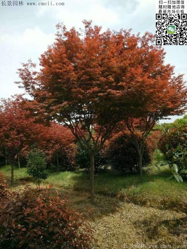 紅楓基地 紅楓基地