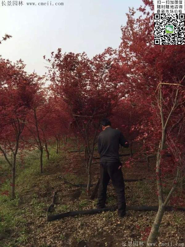 彩葉紅楓樹 彩葉紅楓樹