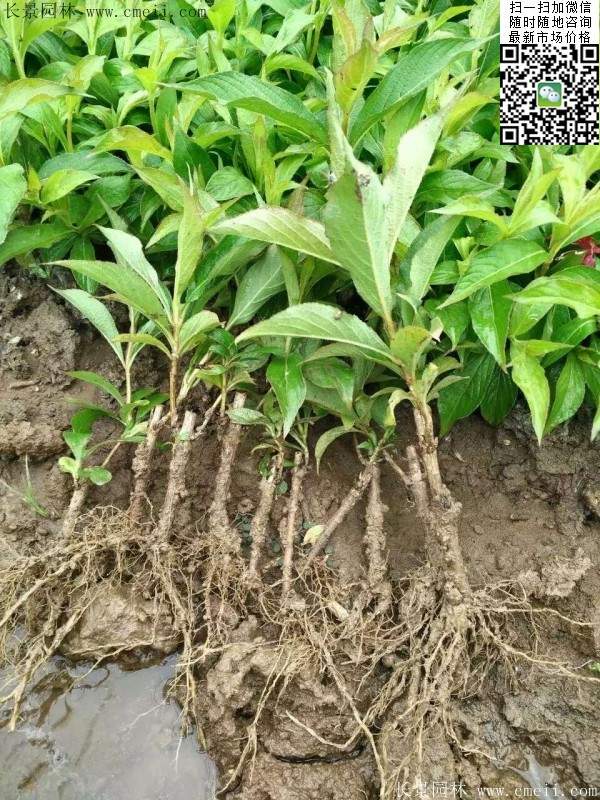 紅王子錦帶 紅王子錦帶