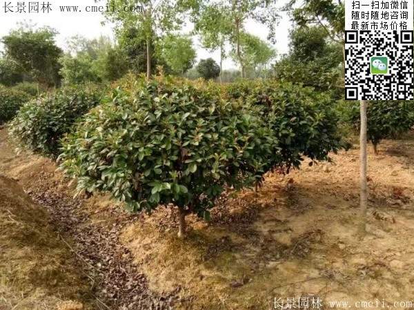 紅葉石楠 紅葉石楠