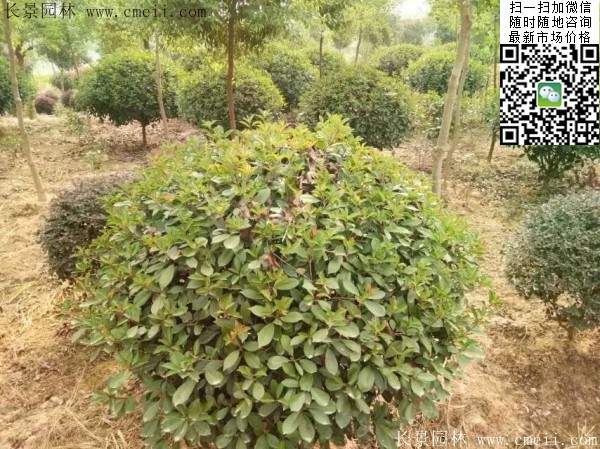 紅葉石楠球--長景園林 紅葉石楠球--長景園林