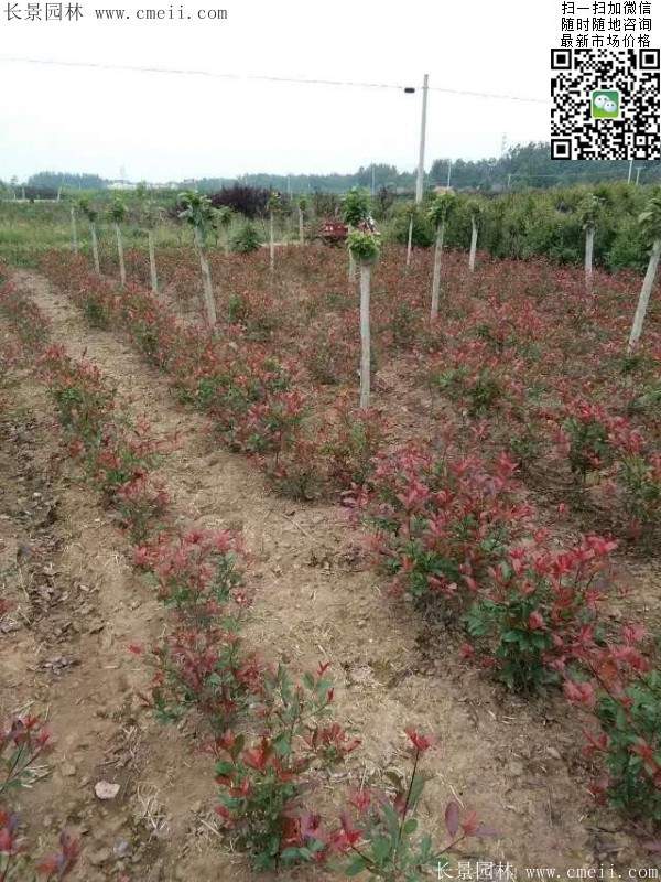 紅葉石楠--長景園林 紅葉石楠--長景園林