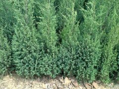 一張刺柏的市場報價表，保證讓你隨時掌握苗木