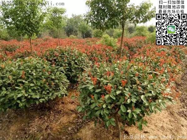 紅葉石楠球--長(zhǎng)景園林 紅葉石楠球--長(zhǎng)景園林