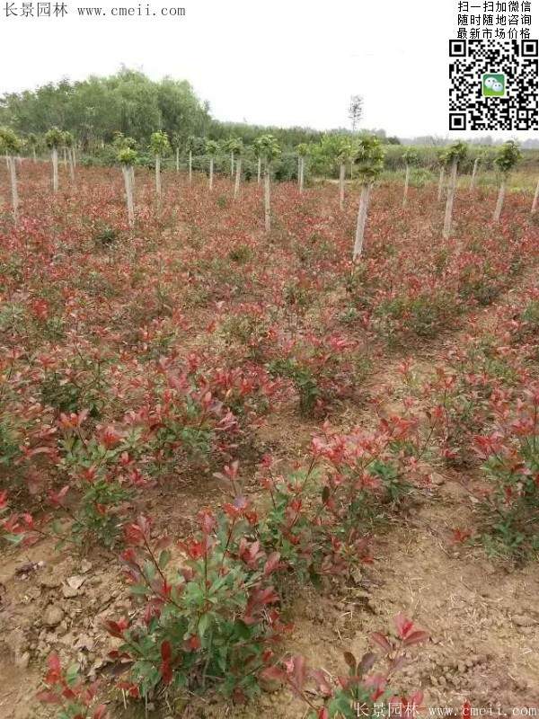 紅葉石楠--長景園林 紅葉石楠--長景園林